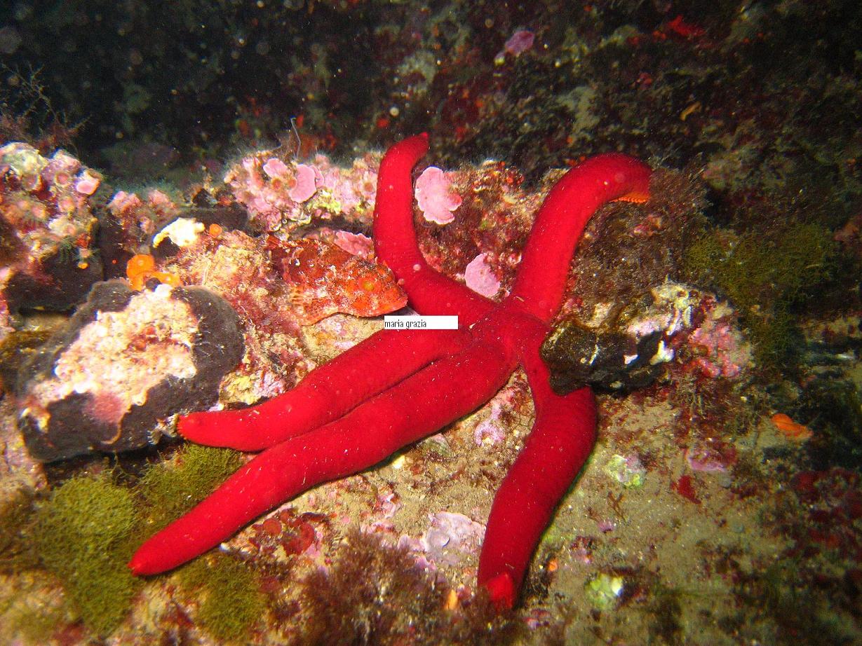 Varietà di colore in Ophidiaster ophidianus